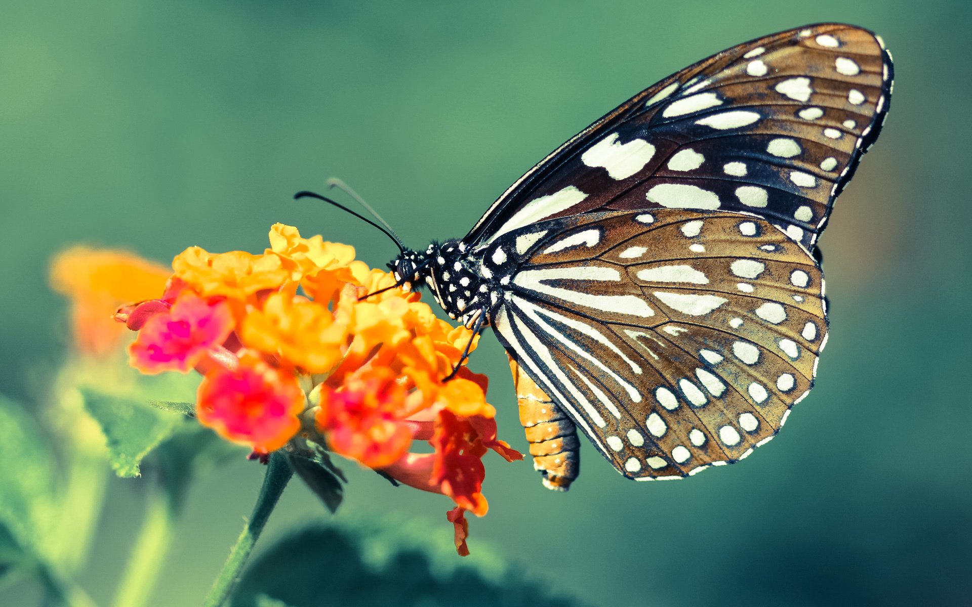 雷火电竞网址-独一无二的突破与主宰，国际米兰卡塔尔突围与萨卡关键战接管