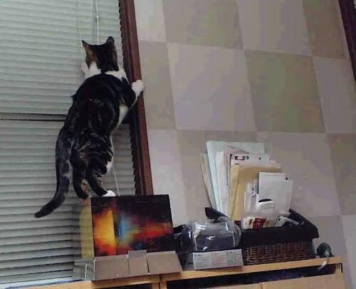 福克斯，掌控绿军终结战的节拍指挥家