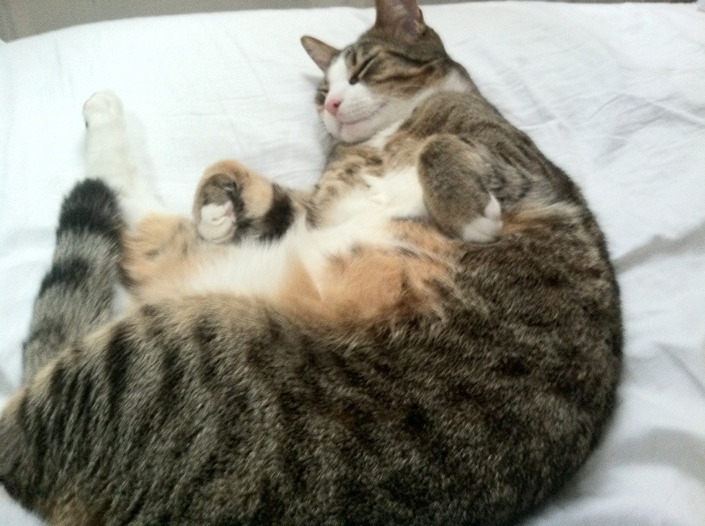 雷火电竞下载-当库里空降CBA，一场跨维度高能输出如何点燃吉林冰雪奇迹