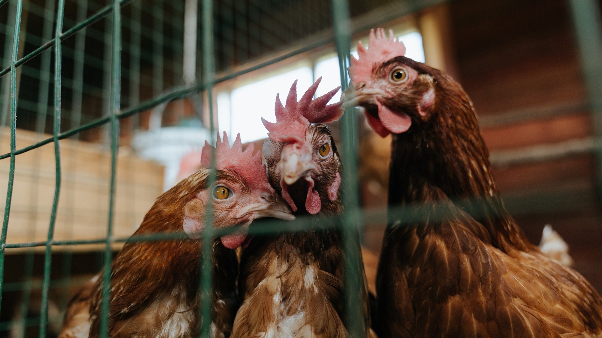 雷火电竞简介-冰火交锋，欧文烈焰破局，猛龙铁壁锁寒冬