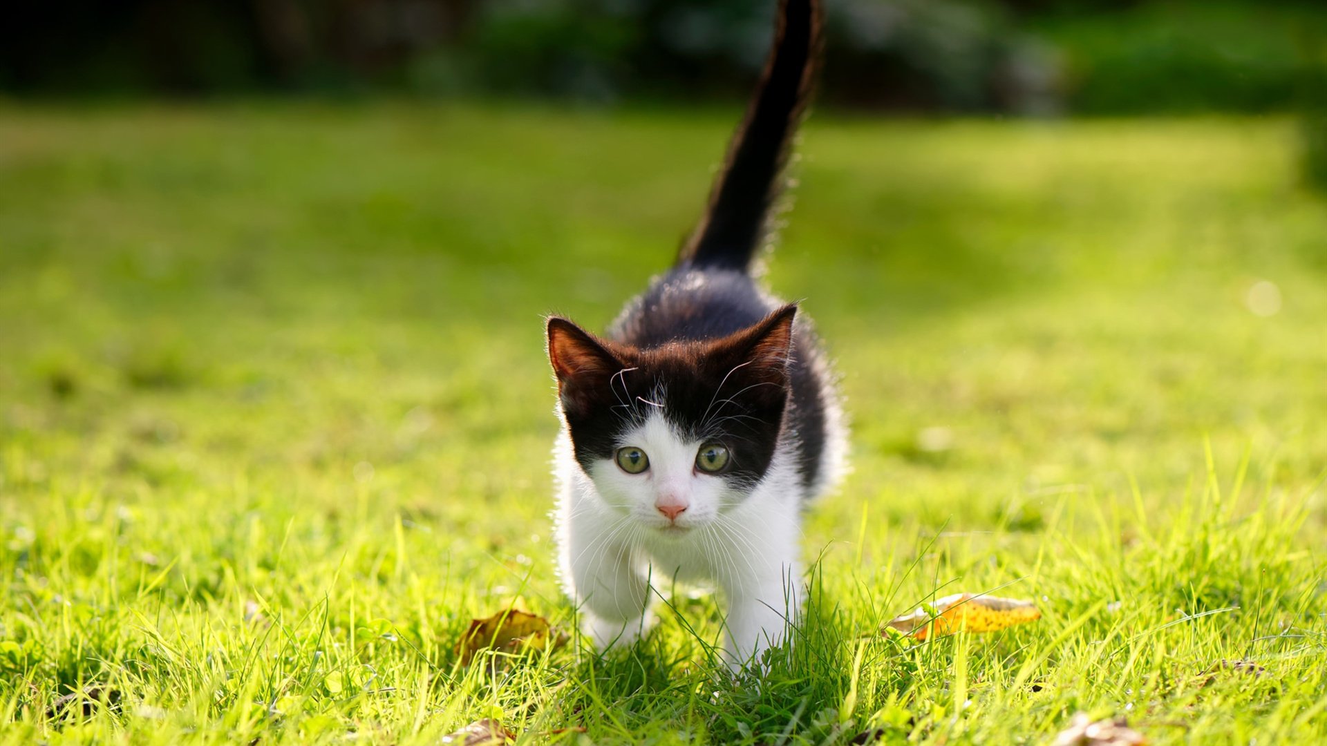 雷火电竞合作-星辰为子，他执棋，文班亚马在世界排名之夜奏响绝对统治的独一乐章