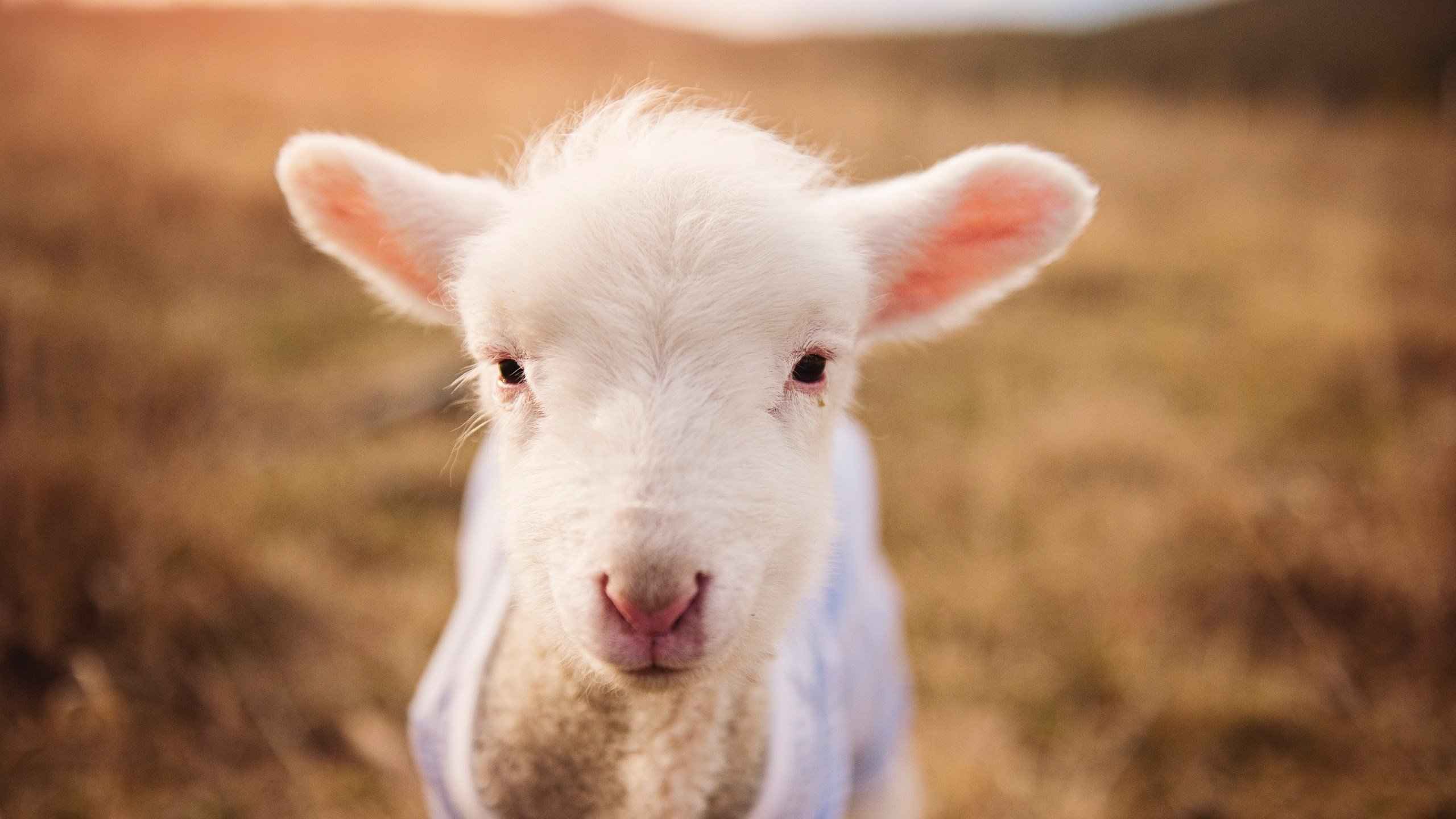 手术刀与火力网,西亚卡姆持续撕裂防线,雄鹿团队火力全面压制湖人