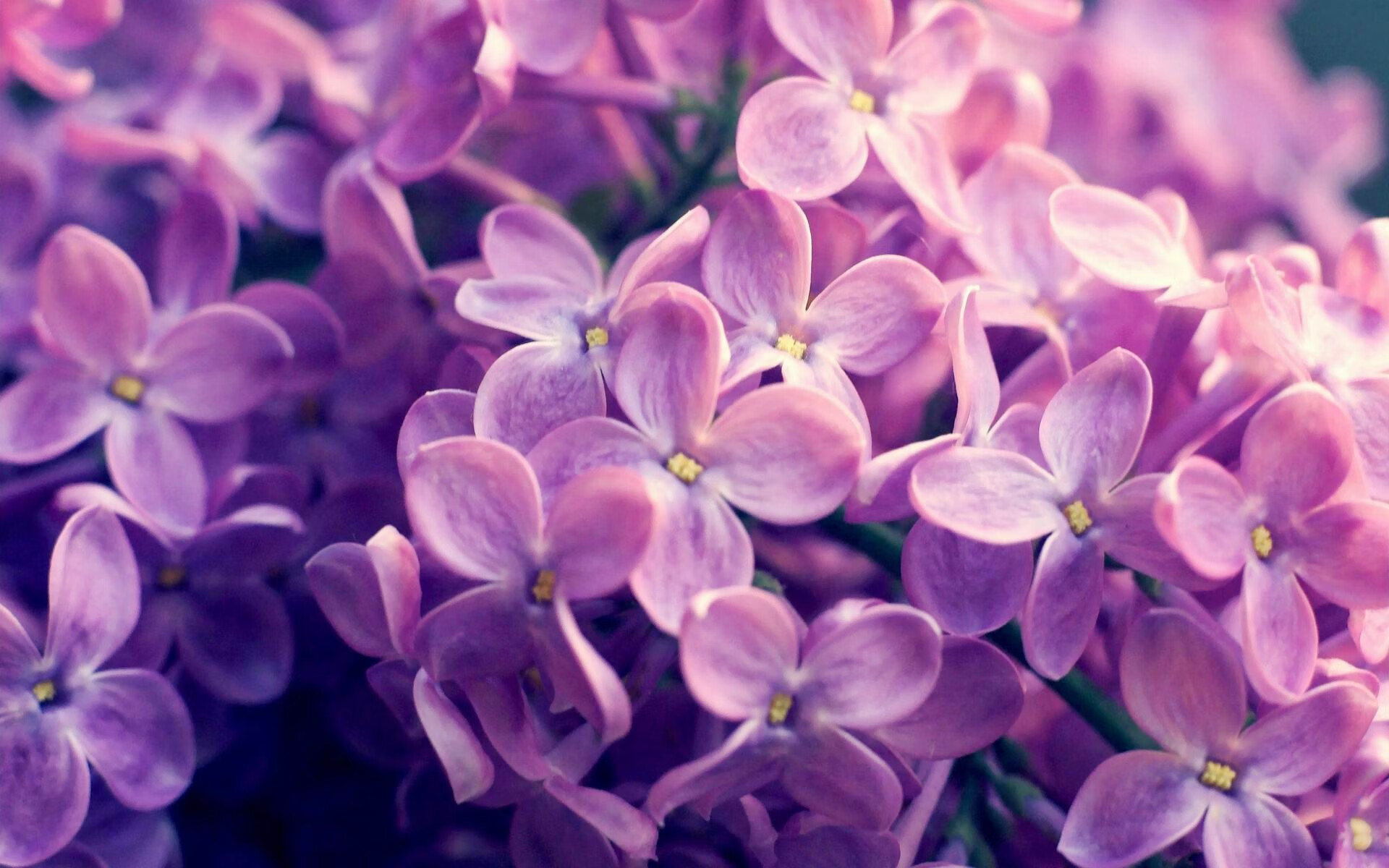 棋手恩比德，2026世界杯之夜的终局掌控者