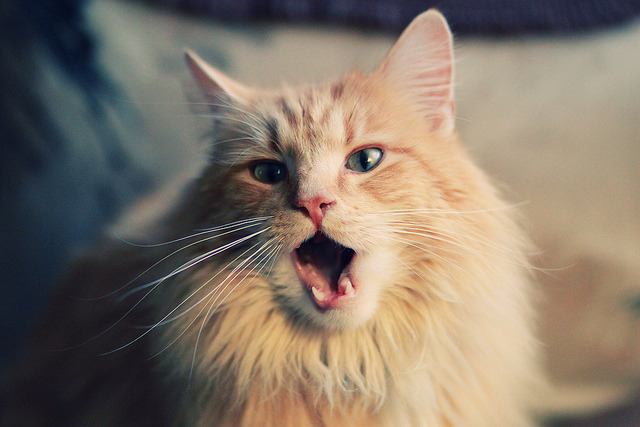 雷火电竞亚洲先驱-绿茵·绿衫，两个欧冠的终极对决