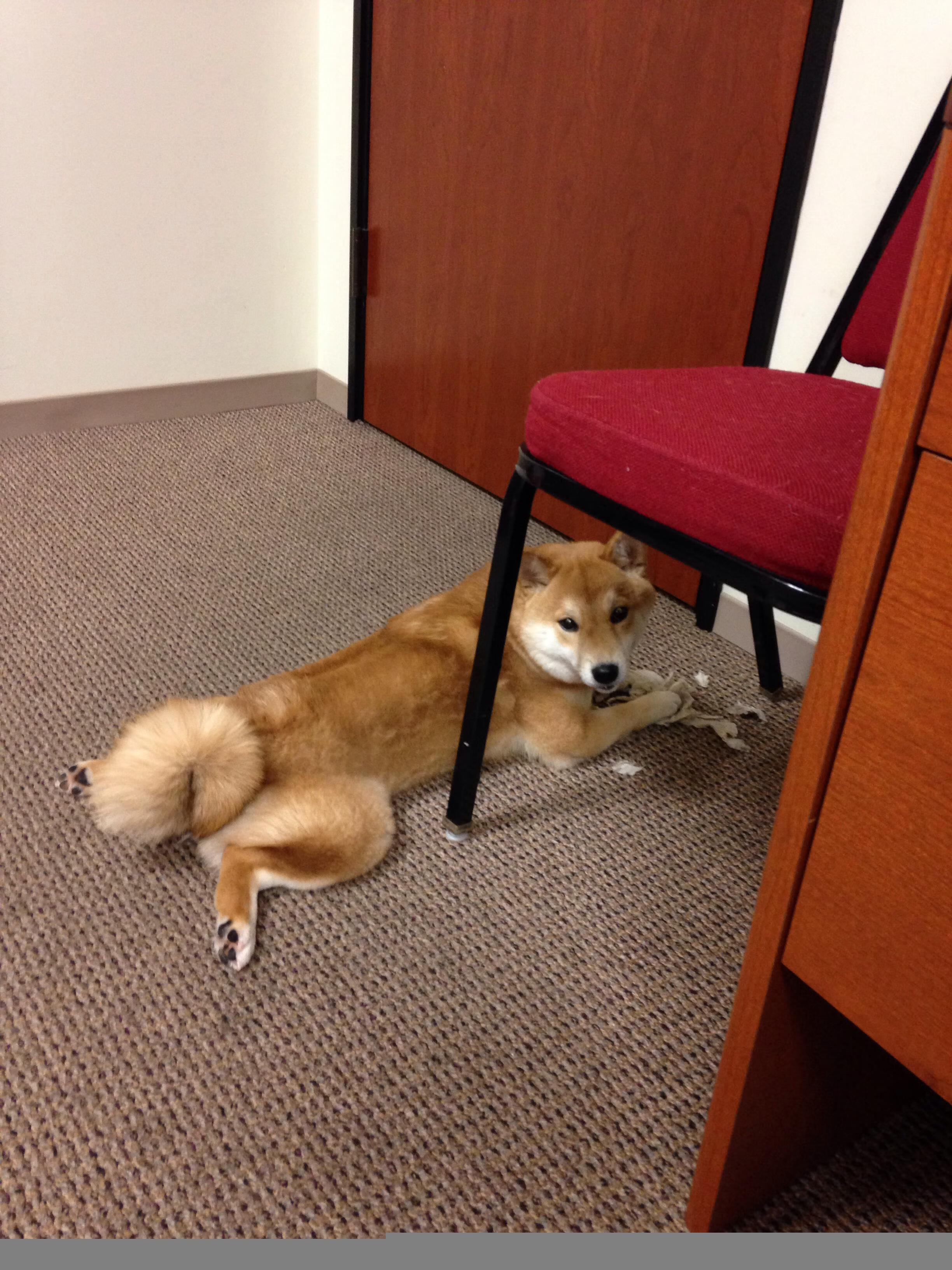 雷火电竞简介-独舞与合奏，拉梅洛50分神迹难阻浙江团队逆转风暴