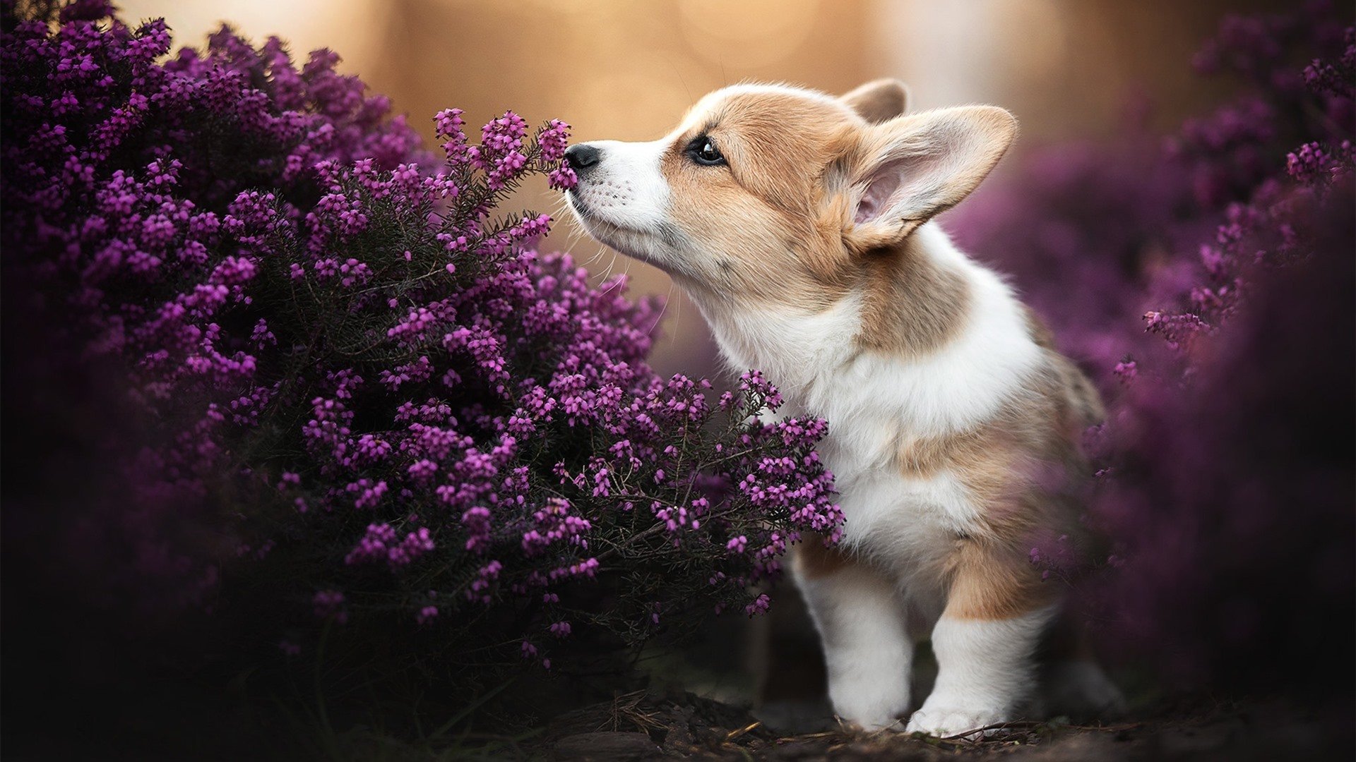 雷火电竞-从圣雅各布公园的罗马之耻到突厥铁骑，一场揭示欧洲足球新秩序的阿德里安堡之战