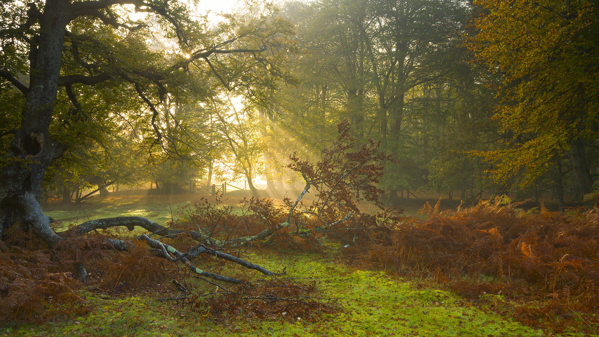 当字母哥军团遇上沙漠绿鹰，一场跨越地域的NBA总决赛幻想对决