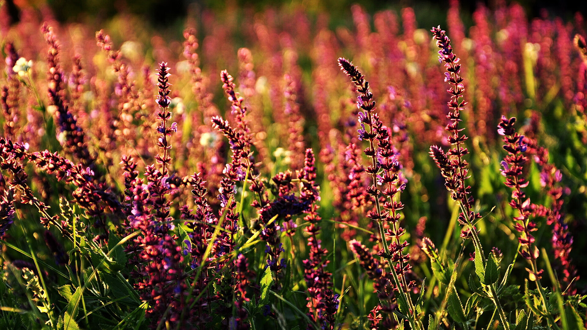暗线领袖，阿什拉夫如何成为英超争冠之夜的节奏之王