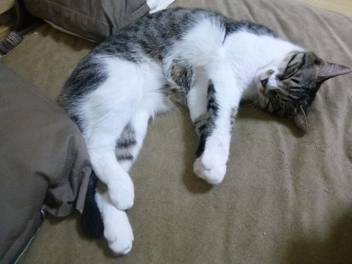 夏日黄昏的两种火焰