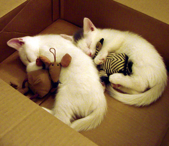 无形之手，国家德比之夜，那个被镜头忽略的统治者