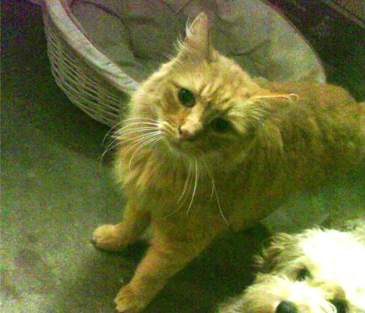 生死战奇迹，哥斯达黎加如何用英格兰密码击碎利物浦，斯通斯化身救世主