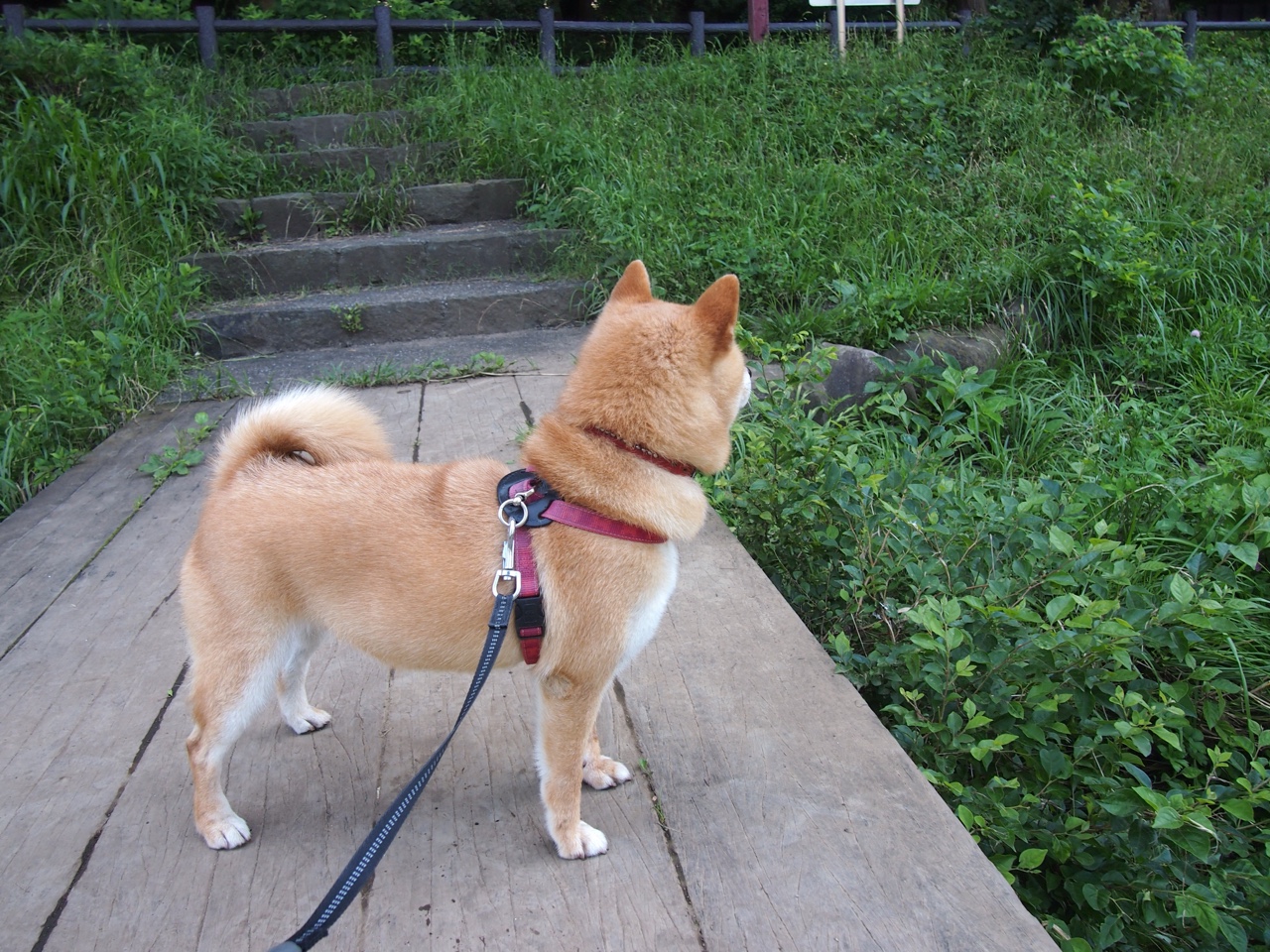 雷火电竞官网-利拉德调出团队时间，步行者用交响乐式进攻终结深圳不败节奏