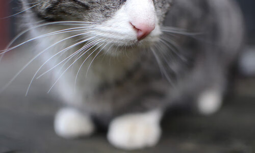 绿茵魔术师降临北岸花园,奥亚尔萨瓦尔用统治级数据重定义关键战