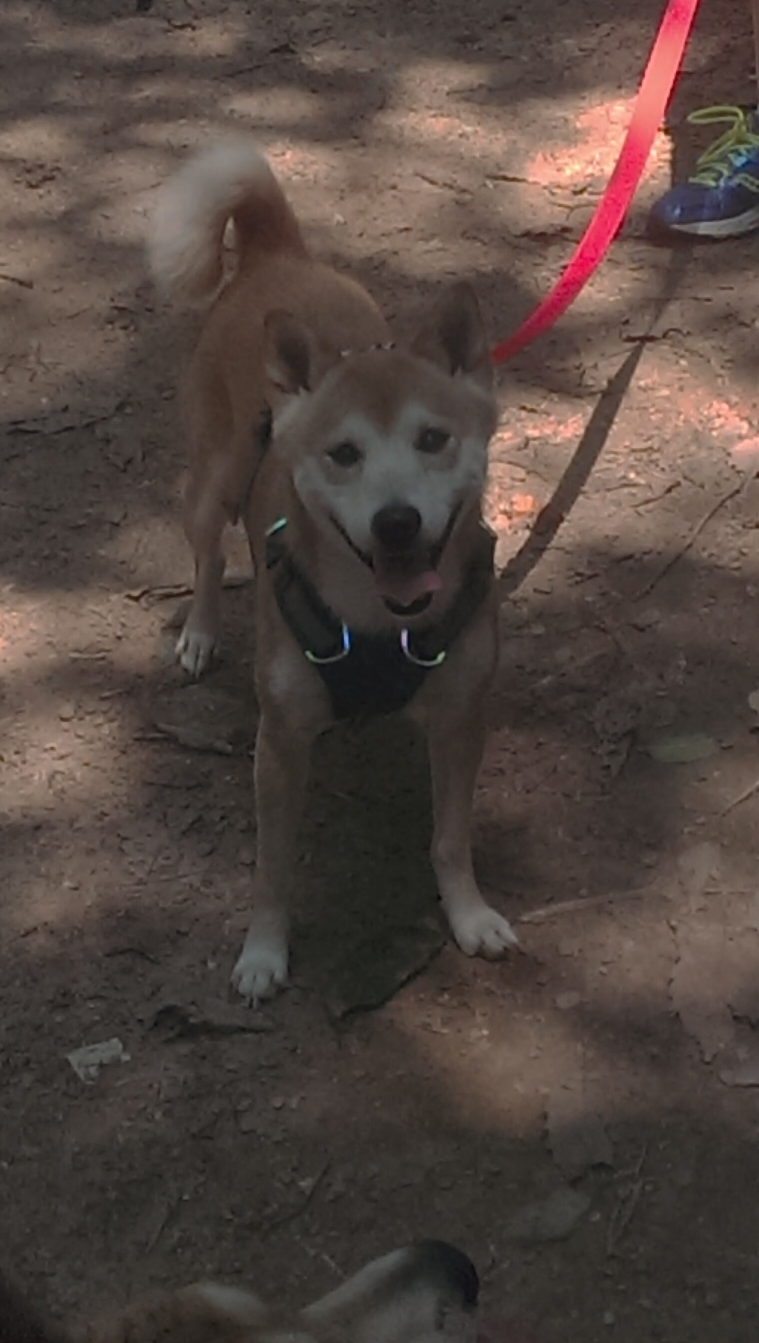 夜战风云，F1新赛季揭幕战，阿克关键进球定乾坤