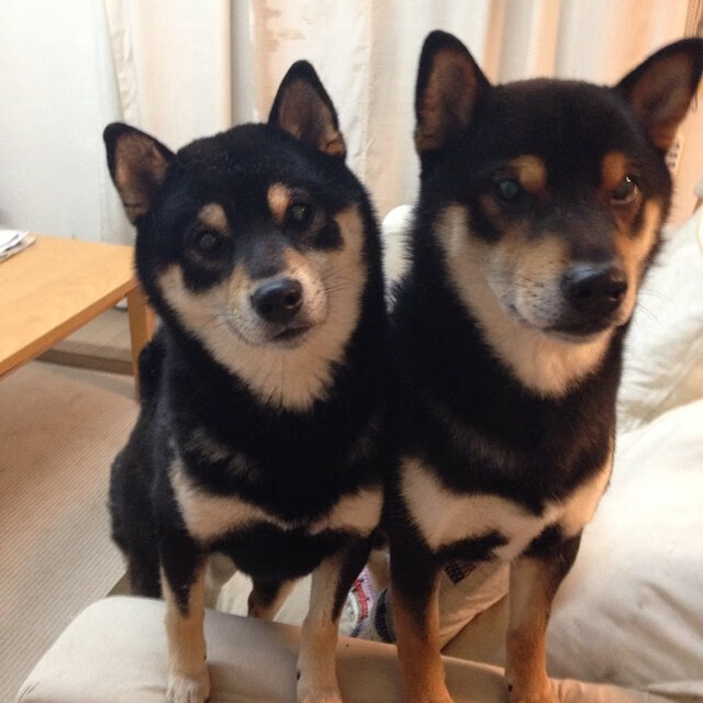 双子星闪耀,黑夜里的两把利刃,孙兴慜的孤胆英雄主义与莱比锡的集体绞杀术