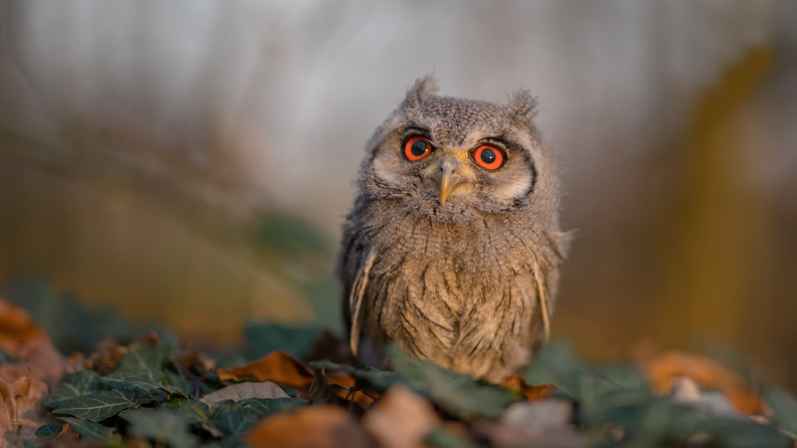 跨界天神，当加克波在雷恩粉碎皇家社会之夜，于NBA总决赛接管比赛