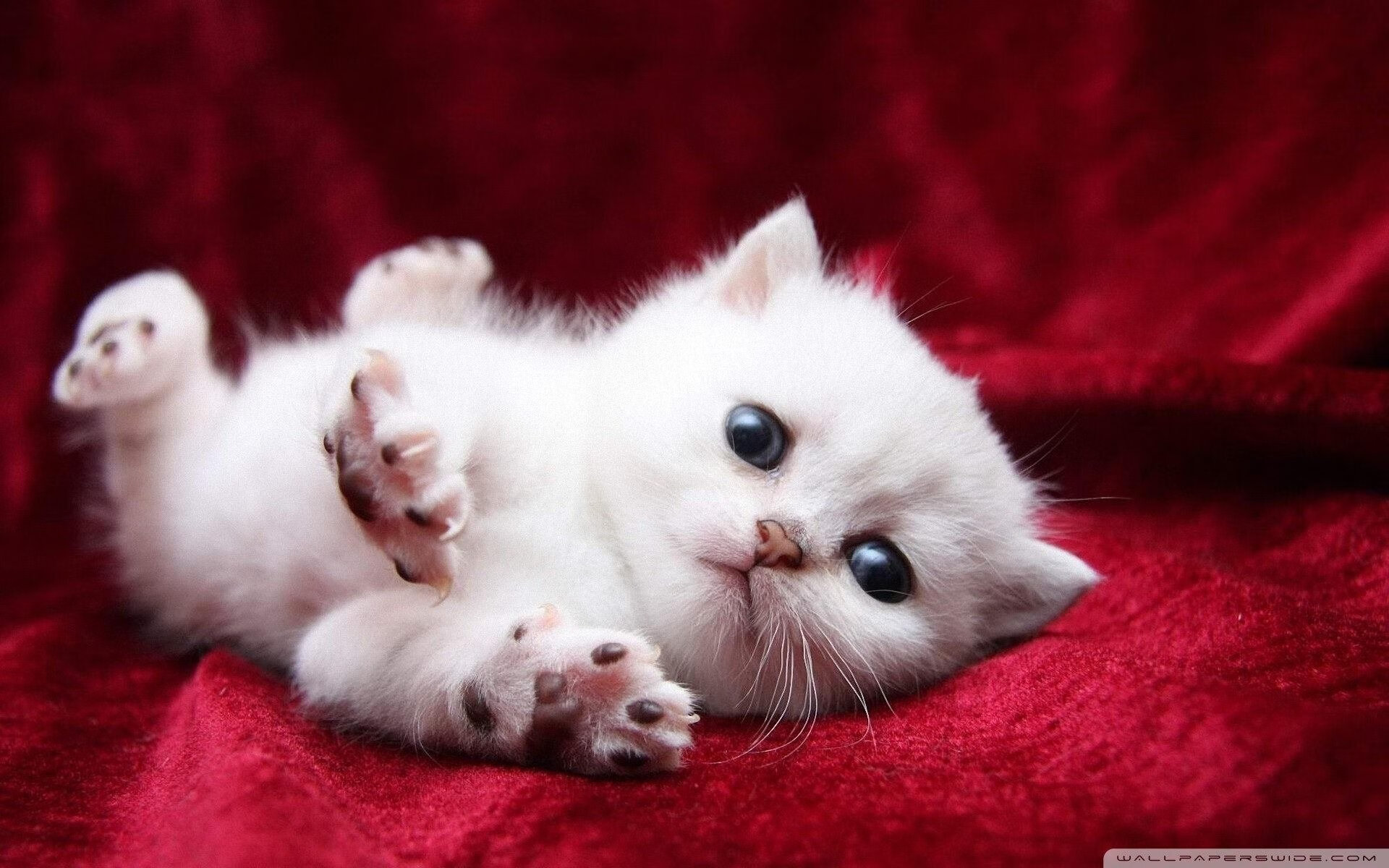 雷火电竞下载-唯一性的胜利，独行侠压制上海队，利拉德在西甲国家德比接管比赛